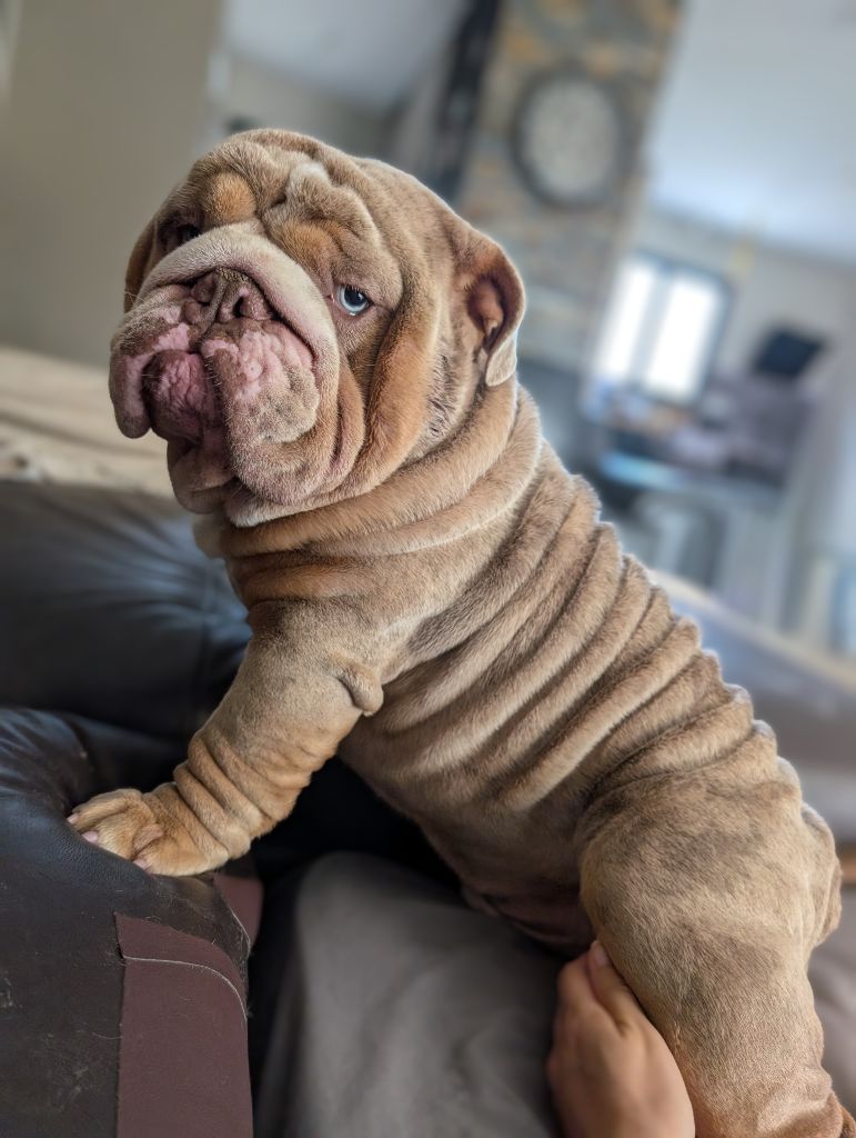 bandobulls Terrington iceman aka balou